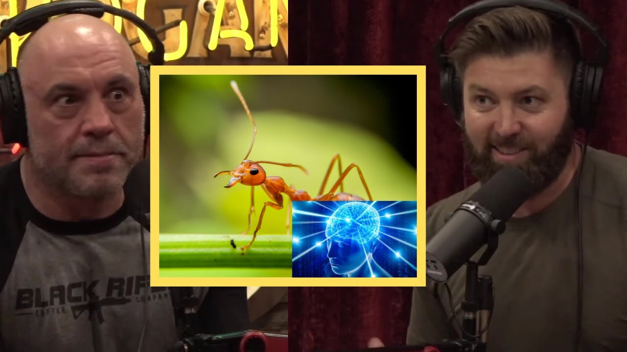 Joe Rogan on The Genius Of Ants!